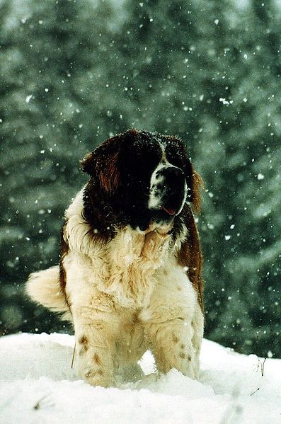 How do you know if your dog is cold?
