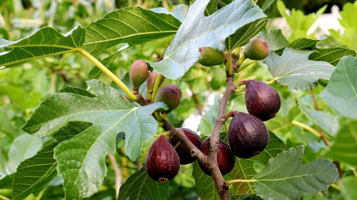 Fig Tree Care